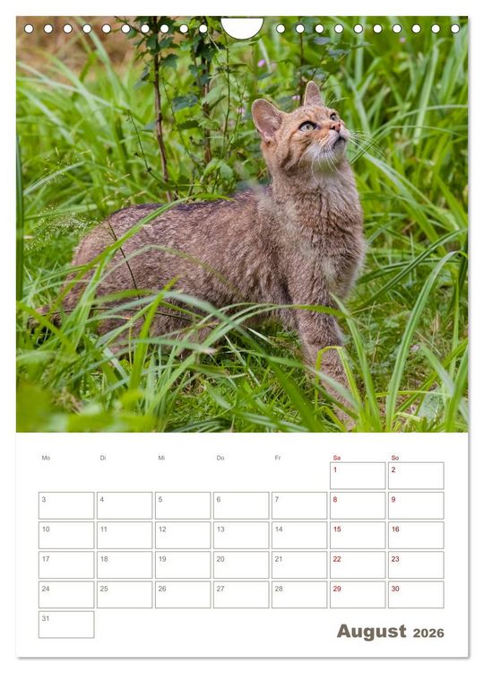 Produktbild: Europ&auml;ische Wildkatzen - Jahresplaner (Wandkalender 2026 DIN A4 hoch), CALVENDO Monatskalender