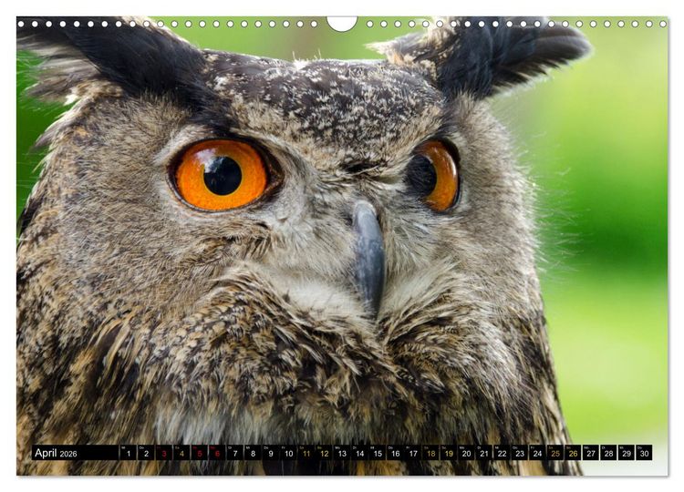 Produktbild: V&ouml;gel im Fokus - Ausdrucksstarke Vielfalt in der Vogelwelt (Wandkalender 2026 DIN A3 quer), CALVENDO Monatskalender