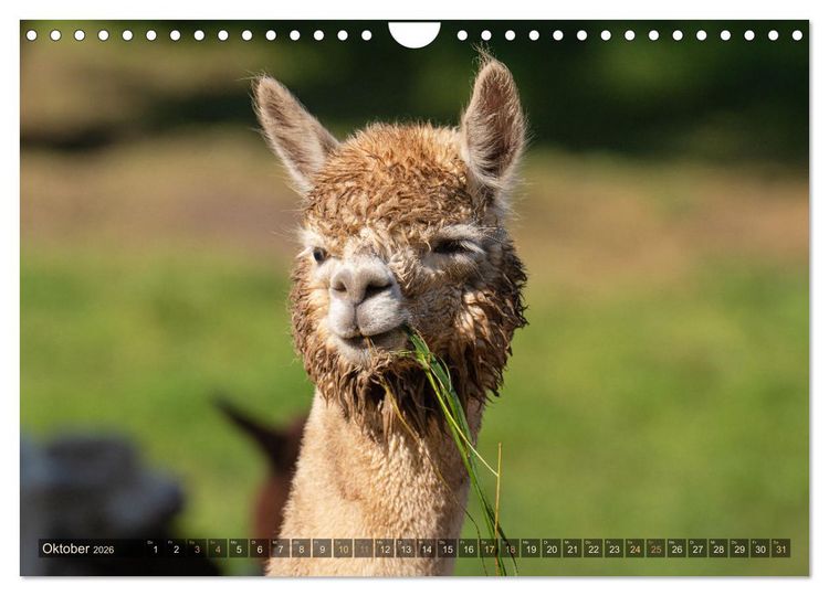 Produktbild: Alpakas im Portrait (Wandkalender 2026 DIN A4 quer), CALVENDO Monatskalender
