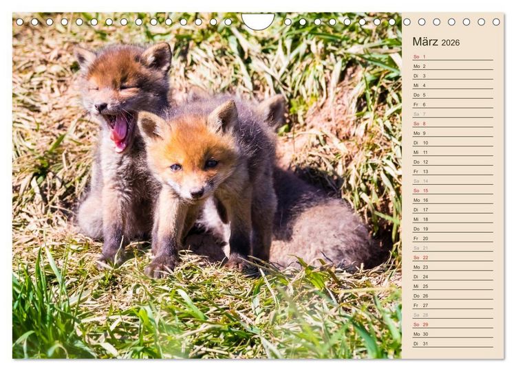 Produktbild: Verspielte Fuchswelpen - Allein zu Haus' (Wandkalender 2026 DIN A4 quer), CALVENDO Monatskalender