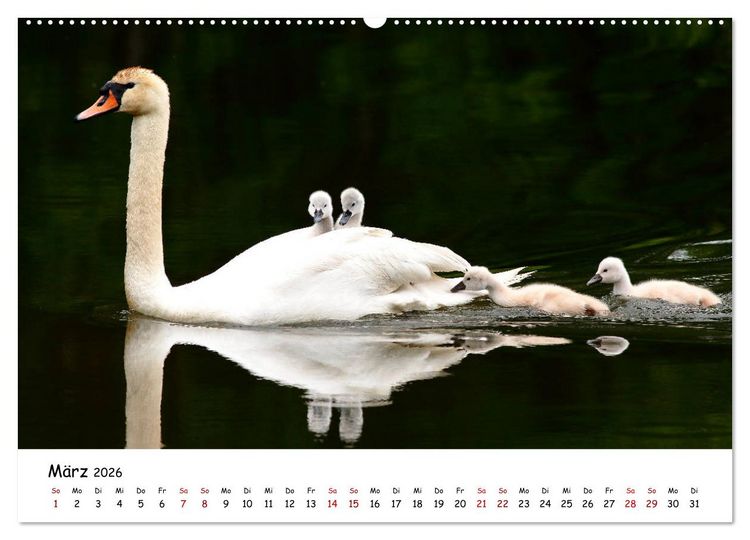 Produktbild: Tierkinder in freier Wildbahn (hochwertiger Premium Wandkalender 2026 DIN A2 quer), Kunstdruck in Hochglanz