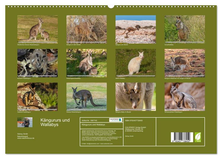 Produktbild: K&auml;ngururs und Wallabys (hochwertiger Premium Wandkalender 2026 DIN A2 quer), Kunstdruck in Hochglanz