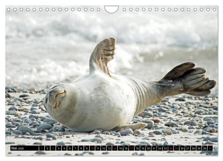 Produktbild: Robben an der Nordsee (Wandkalender 2026 DIN A4 quer), CALVENDO Monatskalender