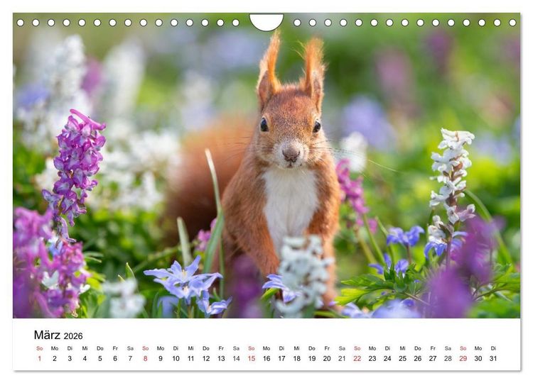 Produktbild: Eichh&ouml;rnchen - Kleine Kobolde im Roten Pelz (Wandkalender 2026 DIN A4 quer), CALVENDO Monatskalender