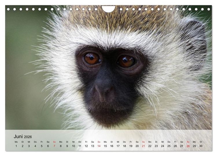 Produktbild: Faszination Affen. Kobolde zum Verlieben (Wandkalender 2026 DIN A4 quer), CALVENDO Monatskalender