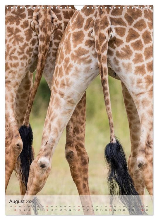 Produktbild: Emotionale Momente: Giraffen, die h&ouml;chsten Tiere der Welt. (Wandkalender 2026 DIN A3 hoch), CALVENDO Monatskalender
