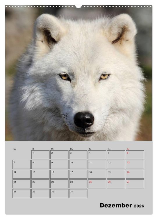 Produktbild: Wolf-Gesichter (hochwertiger Premium Wandkalender 2026 DIN A2 hoch), Kunstdruck in Hochglanz