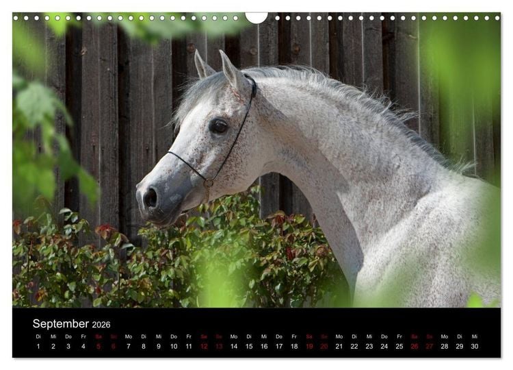 Produktbild: Vollblutaraber - Sch&ouml;nheit und Adel (Wandkalender 2026 DIN A3 quer), CALVENDO Monatskalender