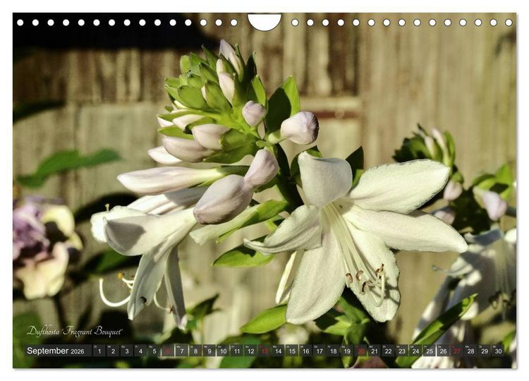 Produktbild: Hosta Staude mit Herz (Wandkalender 2026 DIN A4 quer), CALVENDO Monatskalender