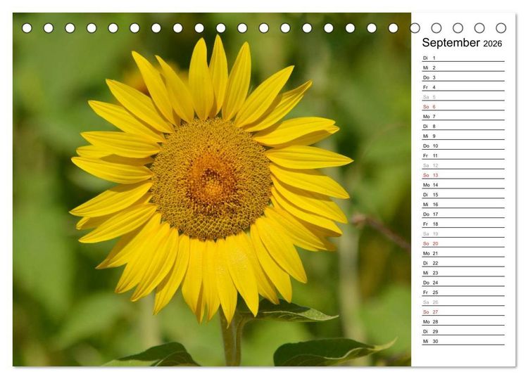Produktbild: Ein Jahr lang Sonnenblumen (Tischkalender 2026 DIN A5 quer), CALVENDO Monatskalender