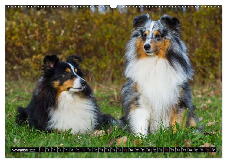 Produktbild: Traumhund Sheltie (hochwertiger Premium Wandkalender 2026 DIN A2 quer), Kunstdruck in Hochglanz