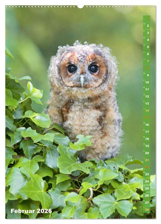 Produktbild: Eulen: In die Augen geschaut (Wandkalender 2026 DIN A2 hoch), CALVENDO Monatskalender