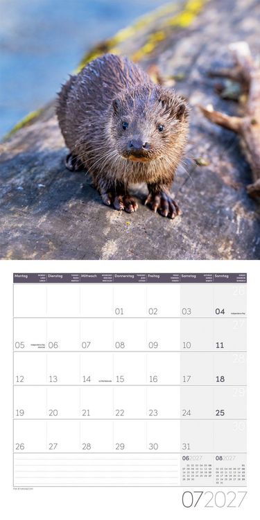 Produktbild: Otter Kalender 2027 - 30x30 - Art12