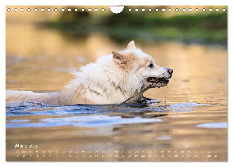 Produktbild: Mein isl&auml;ndischer Wasserhund (Wandkalender 2026 DIN A4 quer), CALVENDO Monatskalender