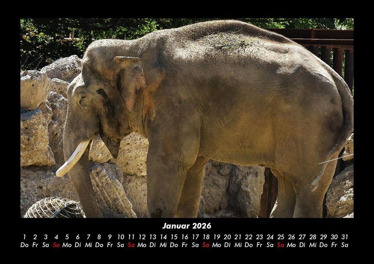 Produktbild: Der Elefantenkalender 2026 Fotokalender DIN A3