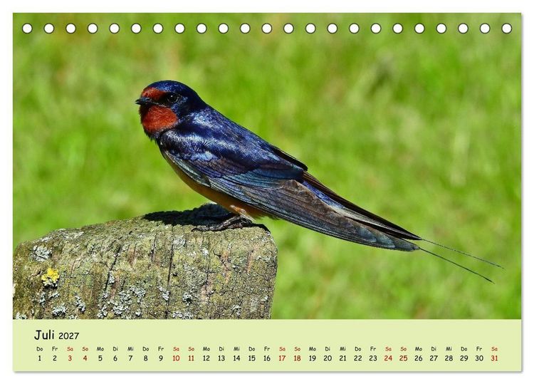 Produktbild: Faszination Zugv&ouml;gel - Rekorde in der Vogelwelt (Tischkalender 2027 DIN A5 quer), CALVENDO Monatskalender