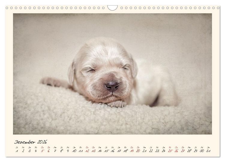 Produktbild: Golden Retriever... Herzenshunde (Wandkalender 2026 DIN A3 quer), CALVENDO Monatskalender