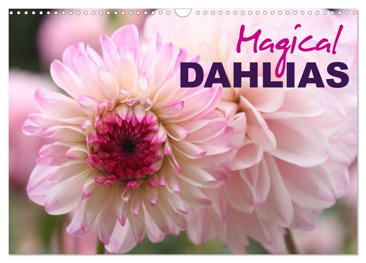 Produktbild: Magical Dahlias (Wall Calendar 2026 DIN A3 landscape), CALVENDO 12 Month Wall Calendar