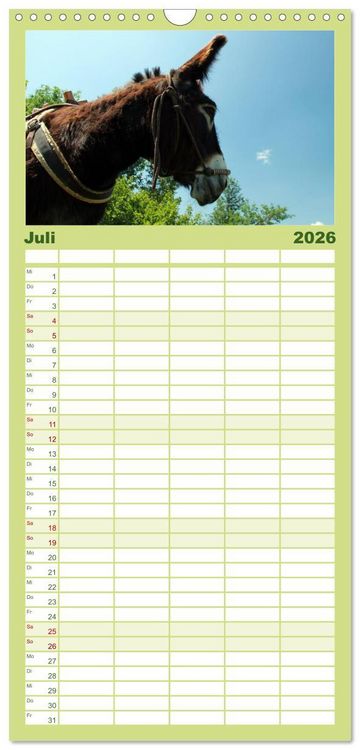 Produktbild: Familienplaner 2026 - Esel - liebenswerte Langohren mit 5 Spalten (Wandkalender, 21 x 45 cm) CALVENDO