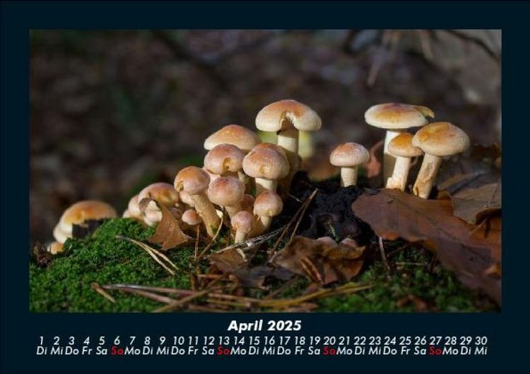 Produktbild: Pilzkalender 2025 Fotokalender DIN A5