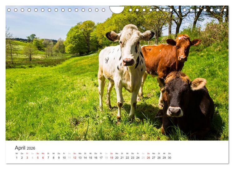 Produktbild: Blicke in die Eifel (Wandkalender 2026 DIN A4 quer), CALVENDO Monatskalender