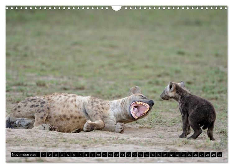 Produktbild: Magie des Augenblicks - Tierkinder - klein, aber wild (Wandkalender 2026 DIN A3 quer), CALVENDO Monatskalender