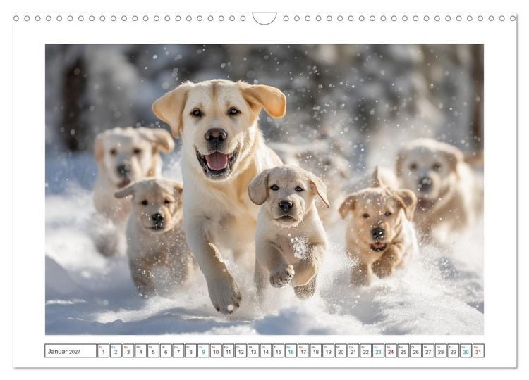 Produktbild: Labrador Liebe (Wandkalender 2027 DIN A3 quer), CALVENDO Monatskalender