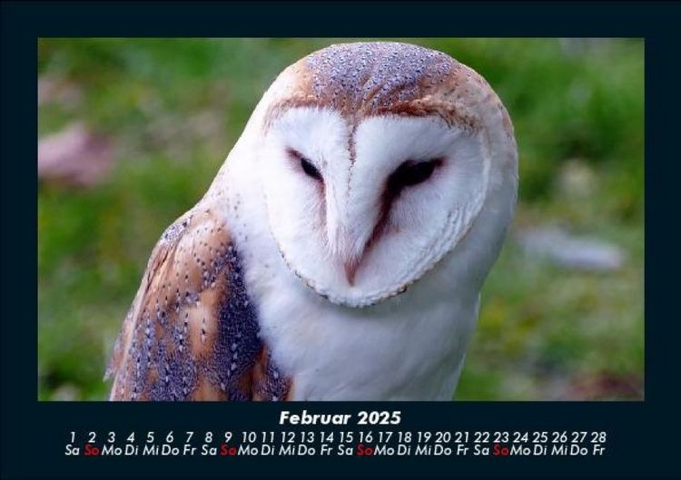 Produktbild: Welt der V&ouml;gel 2025 Fotokalender DIN A5