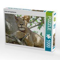 Produktbild: CALVENDO Puzzle L&ouml;wen auf Feigenb&auml;umen | 1000 Teile Lege-Gr&ouml;&szlig;e 64x48cm Foto-Puzzle f&uuml;r gl&uuml;ckliche Stunden