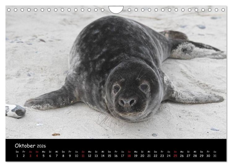 Produktbild: Kegelrobben und Seehunde (Wandkalender 2026 DIN A4 quer), CALVENDO Monatskalender