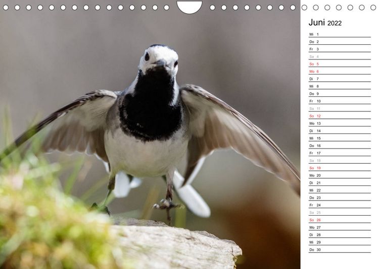 Produktbild: Gefiederte Sch&ouml;nheiten in Aktion (Wandkalender 2022 DIN A4 quer)