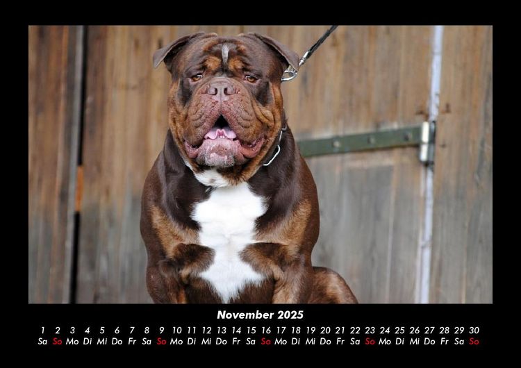 Produktbild: Hunde 2025 Fotokalender DIN A3
