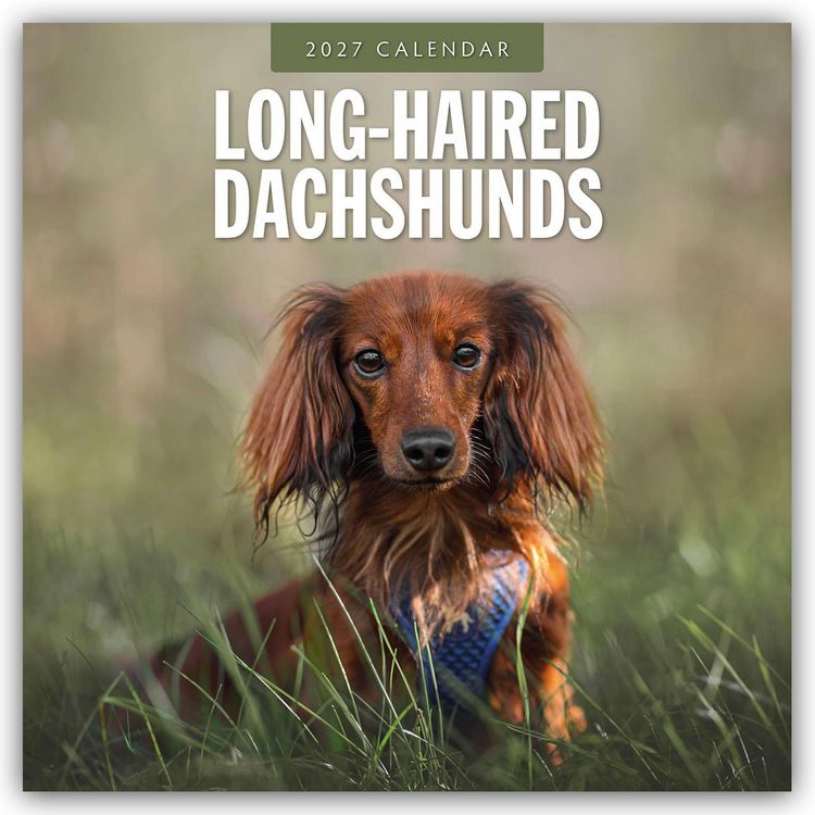 Produktbild: Long-Haired Dachshunds &ndash; Langhaardackel 2027 &ndash; 16-Monatskalender