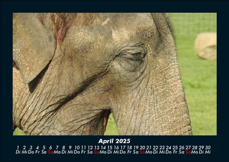 Produktbild: Elefanten - Die sanften Riesen Afrikas 2025 Fotokalender DIN A5