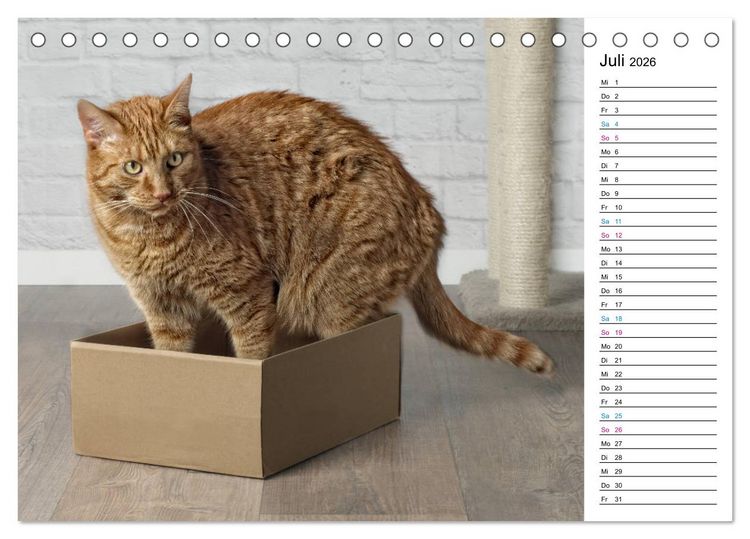 Produktbild: Karton Katzen (Tischkalender 2026 DIN A5 quer), CALVENDO Monatskalender