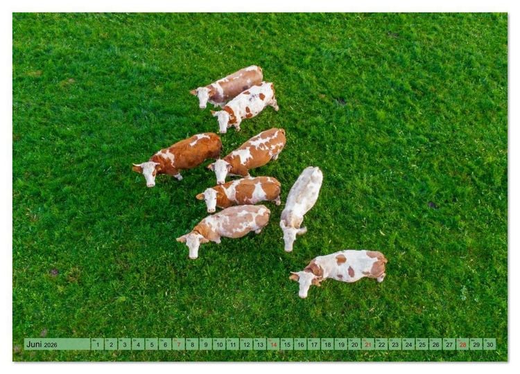 Produktbild: Voll kuhl - der Kuhkalender mit K&uuml;hen aus dem Allg&auml;u (hochwertiger Premium Wandkalender 2026 DIN A2 quer), Kunstdruck in Hochglanz