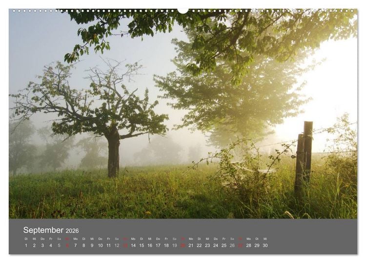 Produktbild: B&auml;ume (hochwertiger Premium Wandkalender 2026 DIN A2 quer), Kunstdruck in Hochglanz