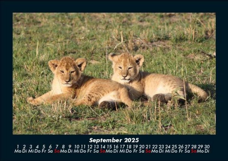 Produktbild: L&ouml;wen in der Wildnis 2025 Fotokalender DIN A5