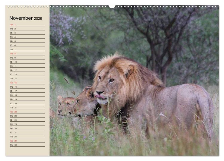 Produktbild: L&ouml;wen. Majest&auml;tische Kraft (Wandkalender 2026 DIN A2 quer), CALVENDO Monatskalender