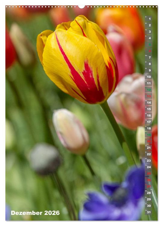 Produktbild: Tulpen - die Fr&uuml;hlingsblume (Wandkalender 2026 DIN A2 hoch), CALVENDO Monatskalender