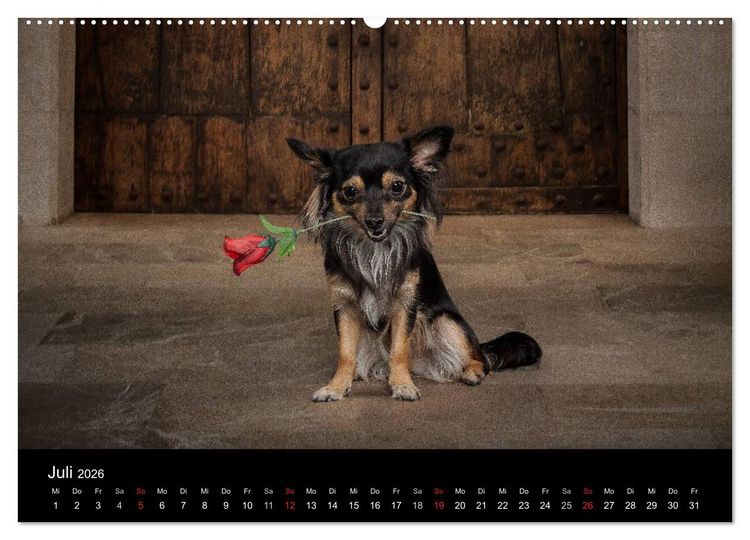 Produktbild: Chihuahuas - Cool and Cute (Wandkalender 2026 DIN A2 quer), CALVENDO Monatskalender