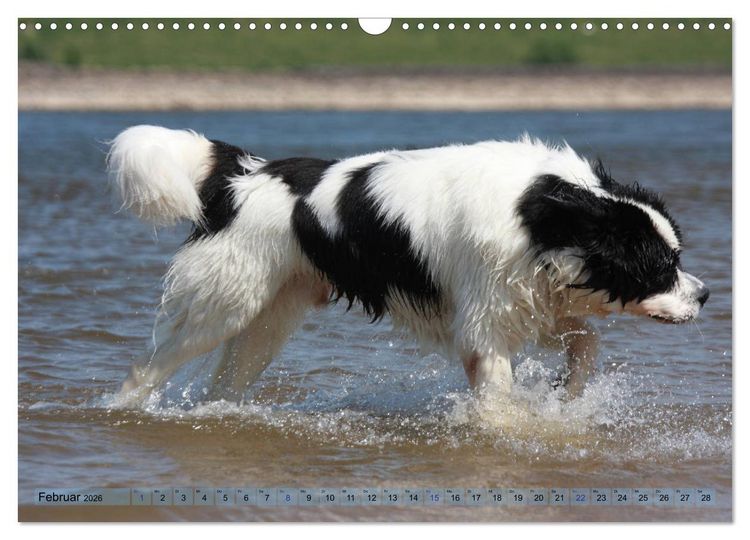 Produktbild: Landseer - Das Wasser ist ihr Element (Wandkalender 2026 DIN A3 quer), CALVENDO Monatskalender