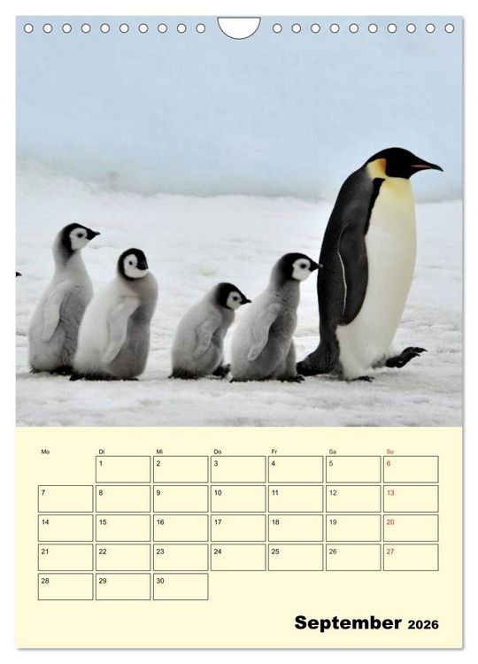 Produktbild: Pinguine. Wackeln im Thermo-Frack (Wandkalender 2026 DIN A4 hoch), CALVENDO Monatskalender