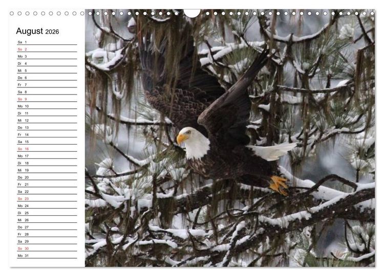 Produktbild: Wei&szlig;kopfseeadler. Symbol der Freiheit (Wandkalender 2026 DIN A3 quer), CALVENDO Monatskalender