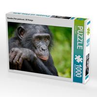 Produktbild: CALVENDO Puzzle Bonobo (Pan paniscus), DR Kongo | 1000 Teile Lege-Gr&ouml;&szlig;e 64x48cm Foto-Puzzle f&uuml;r gl&uuml;ckliche Stunden