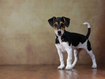 Produktbild: CALVENDO Puzzle Liu - Jack Russell Terrier, 10 Wochen | 1000 Teile Lege-Gr&ouml;&szlig;e 64 &times; 48 cm Foto-Puzzle f&uuml;r gl&uuml;ckliche Stunden