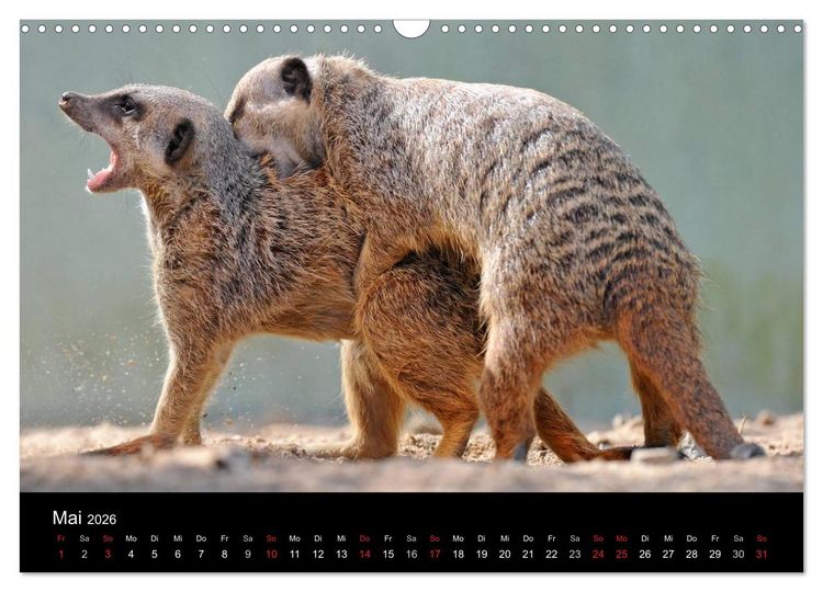 Produktbild: Erdm&auml;nnchen - Tierkinder (Wandkalender 2026 DIN A3 quer), CALVENDO Monatskalender