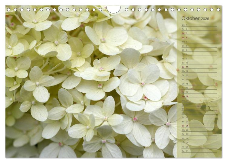 Produktbild: Hortensien / Geburtstagskalender (Wandkalender 2026 DIN A4 quer), CALVENDO Monatskalender