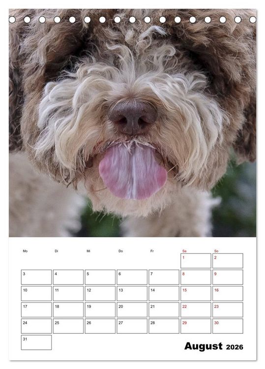 Produktbild: Lagotto Romagnolo - Lustige Zwerge (Tischkalender 2026 DIN A5 hoch), CALVENDO Monatskalender