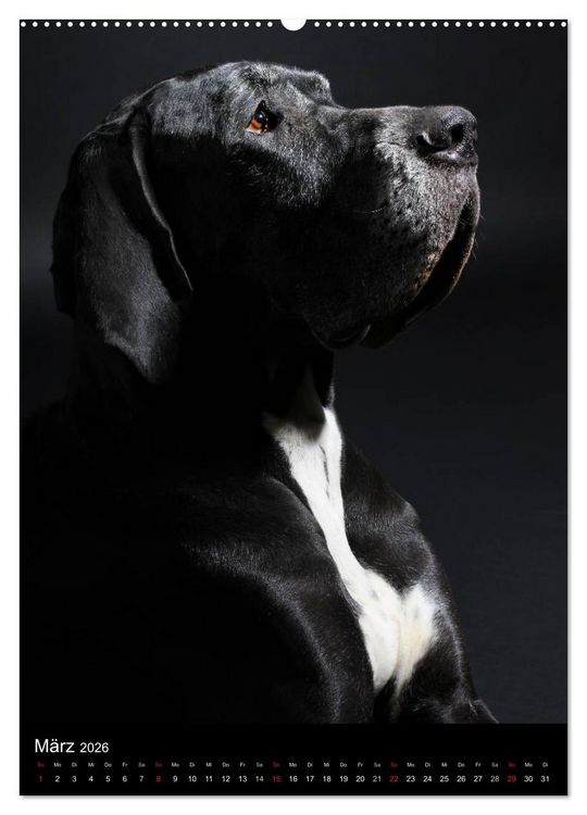 Produktbild: Faszination Deutsche Dogge (Wandkalender 2026 DIN A2 hoch), CALVENDO Monatskalender